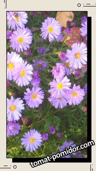 large.20260929_165859-COLLAGE.jpg.3f1c8654ff207d99406d56bc831677cf.jpg