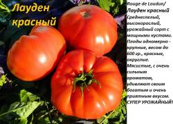 Лауден красный.jpg