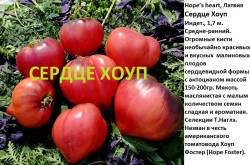 Сердце Хоуп.jpg