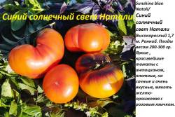 Синий солнечный свет Натали.jpg