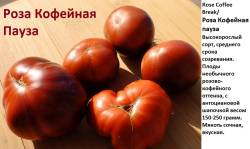 роза кофейная пауза.jpg