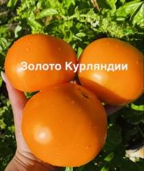 IMG_1208.jpeg