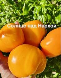 IMG_1210.jpeg