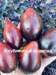IMG_1230.jpeg
