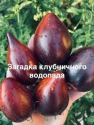 IMG_1231.jpeg