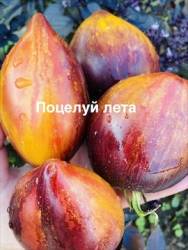 IMG_1235.jpeg