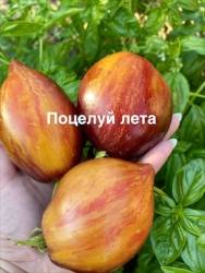 IMG_1236.jpeg