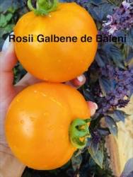 IMG_1243.jpeg