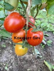 IMG_1286.jpeg