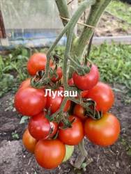 IMG_1287.jpeg