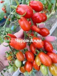 IMG_1290.jpeg