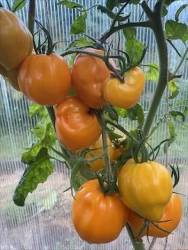 IMG_1298.jpeg
