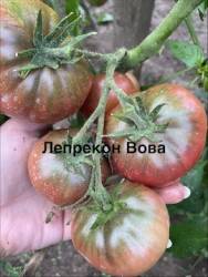 IMG_1300.jpeg