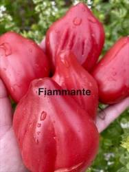 IMG_1321.jpeg
