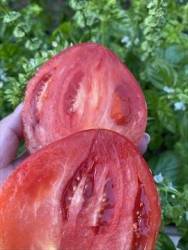 IMG_1368.jpeg