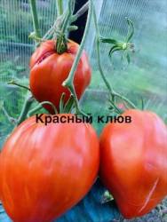 IMG_1397.jpeg