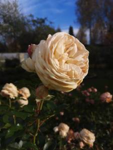 IMG_20261008_151528.thumb.jpg.6595c97cd0c96503bcfdaedbc25650fa.jpg