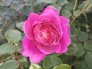 IMG_20261008_152525.thumb.jpg.6c5f0f97a96cda8a230229f00ce7a495.jpg
