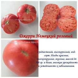 Джерри Немецкий розовый.jpg