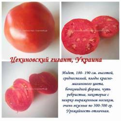 Цекиновский гигант.jpg