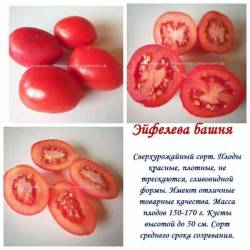 Эйфелева башня.jpg