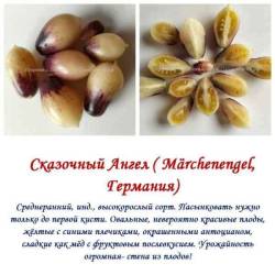Сказочный Ангел.jpg