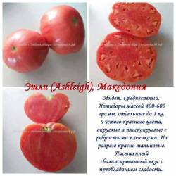 Эшли.jpg