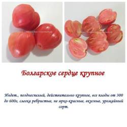 Болгарское сердце крупное.jpg