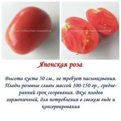 Японская роза.jpg