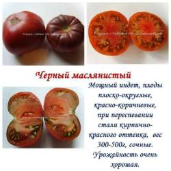 Черный маслянистый.jpg