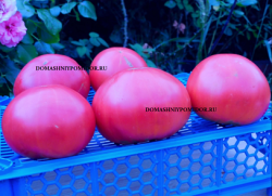 сусканский розовый вкусный1.png