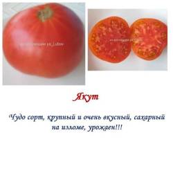 Якут.jpg
