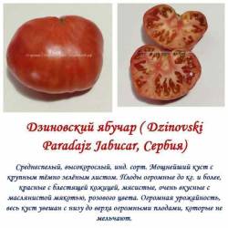 Дзиновский ябучар.jpg
