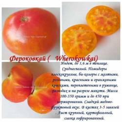 Фероковкай.jpg