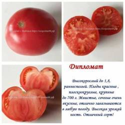 Дипломат.jpg
