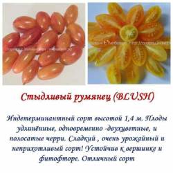Стыдливый румянец.jpg