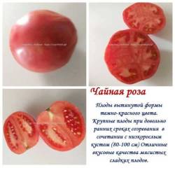Чайная роза.jpg