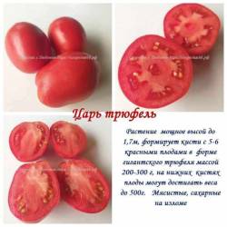 Царь трюфель.jpg