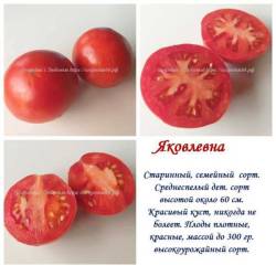 Яковлевна.jpg