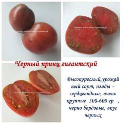 Черный принц гигантский.jpg
