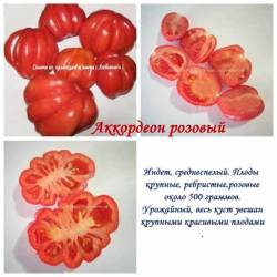 Аккордеон розовый.jpg