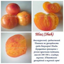 Шах.jpg