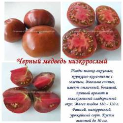 Черный медведь.jpg