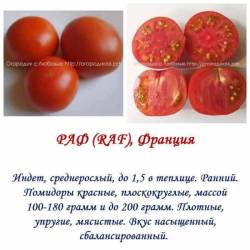 РАФ.jpg