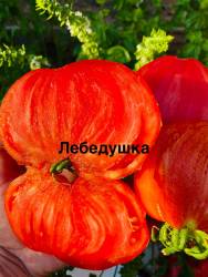 IMG_1693.jpeg
