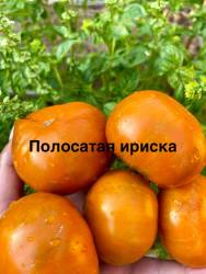 IMG_1814.jpeg