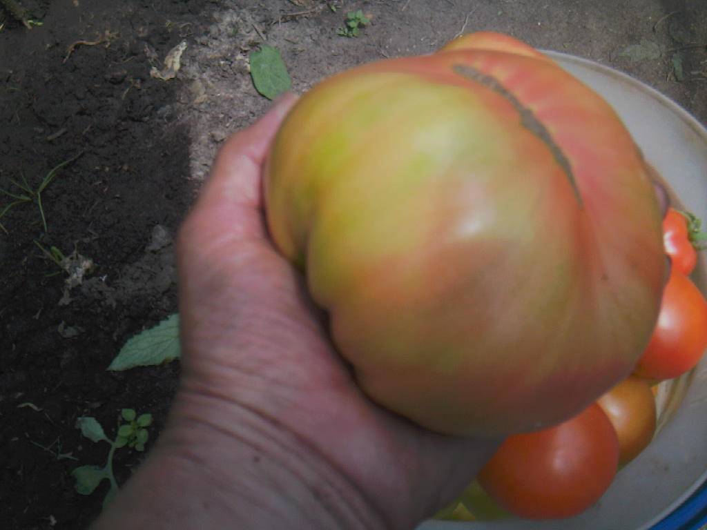 Сорт севрюга томат. Томат севрюга Сибирский сад. Томат севрюга семена Алтая. Помидоры севрюга фото. Томат севрюга урожайность