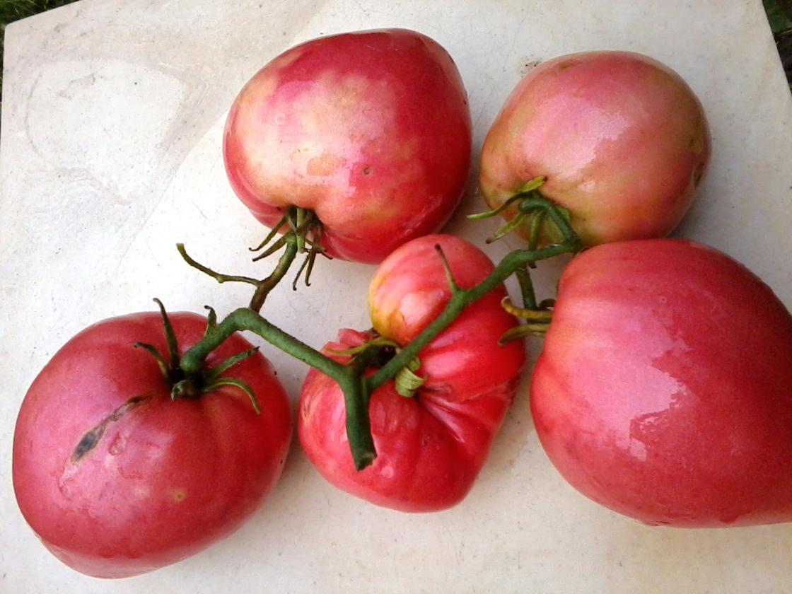 Пудовик урожайность. Сорт севрюга томат. Томат Пудовик севрюга. Семена томат севрюга. Севрюга 20шт томат (Сиб сад).