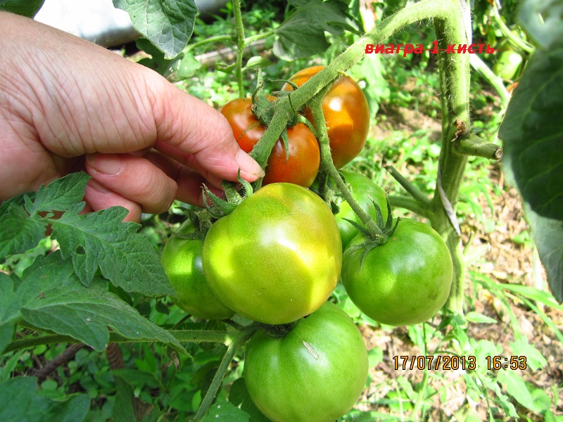 Виагра. - В — сорта томатов - tomat-pomidor.com - отзывы на форуме
