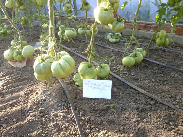 Алтайский розовый - А — сорта томатов - tomat-pomidor.com - отзывы нафоруме